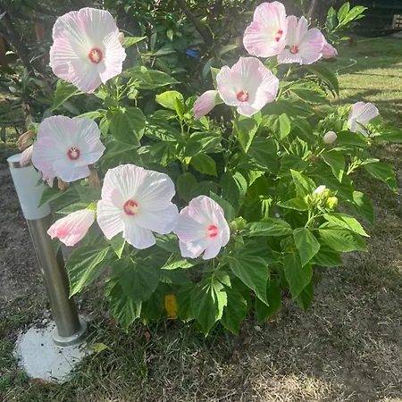 Sarkany Es Vendeghaz Miskolctapolca Διαμέρισμα *